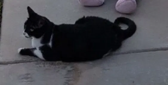 Lost cat in Perris, CA, 92571