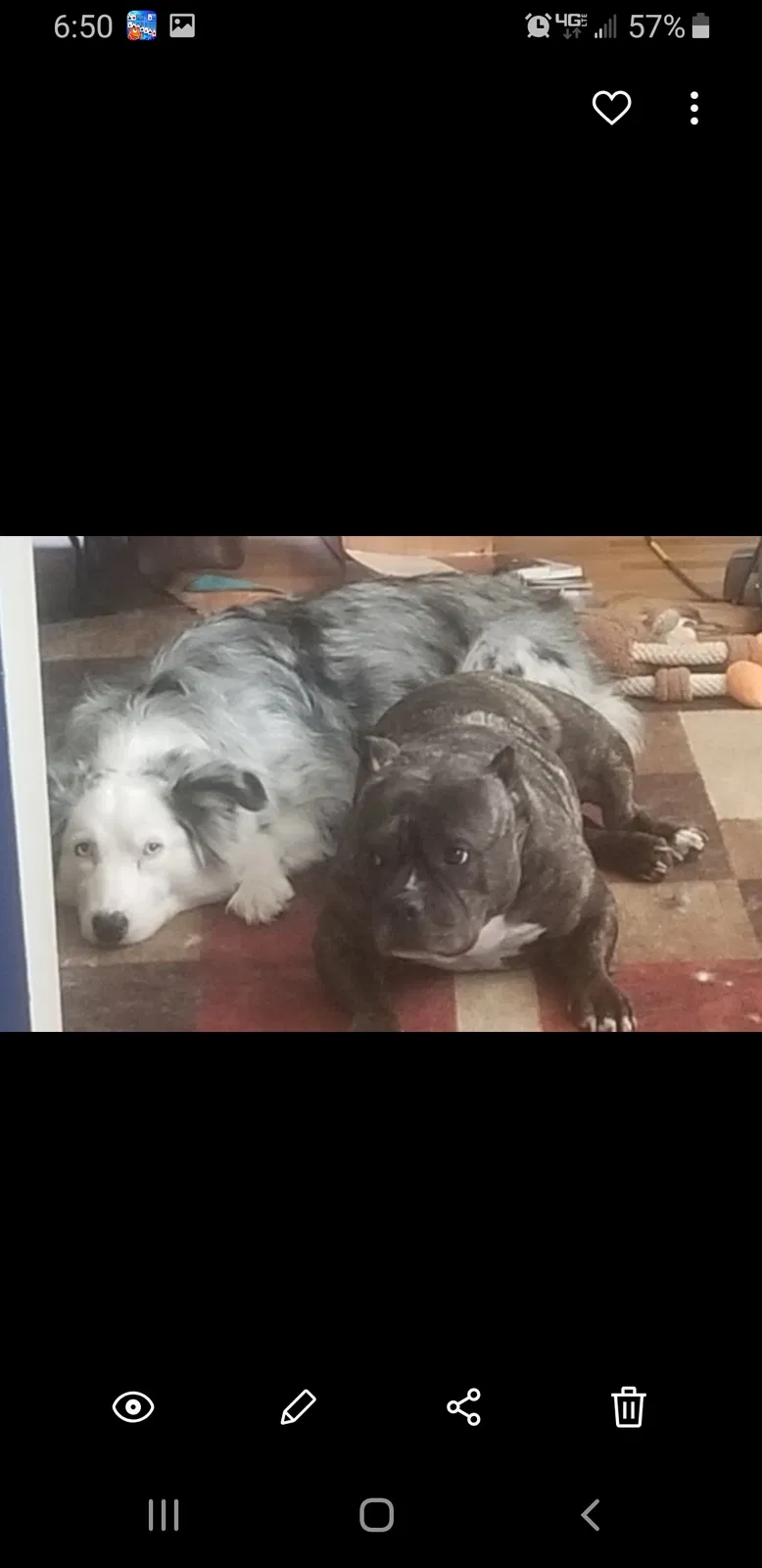 Lost dog in Lansing, MI, 48906