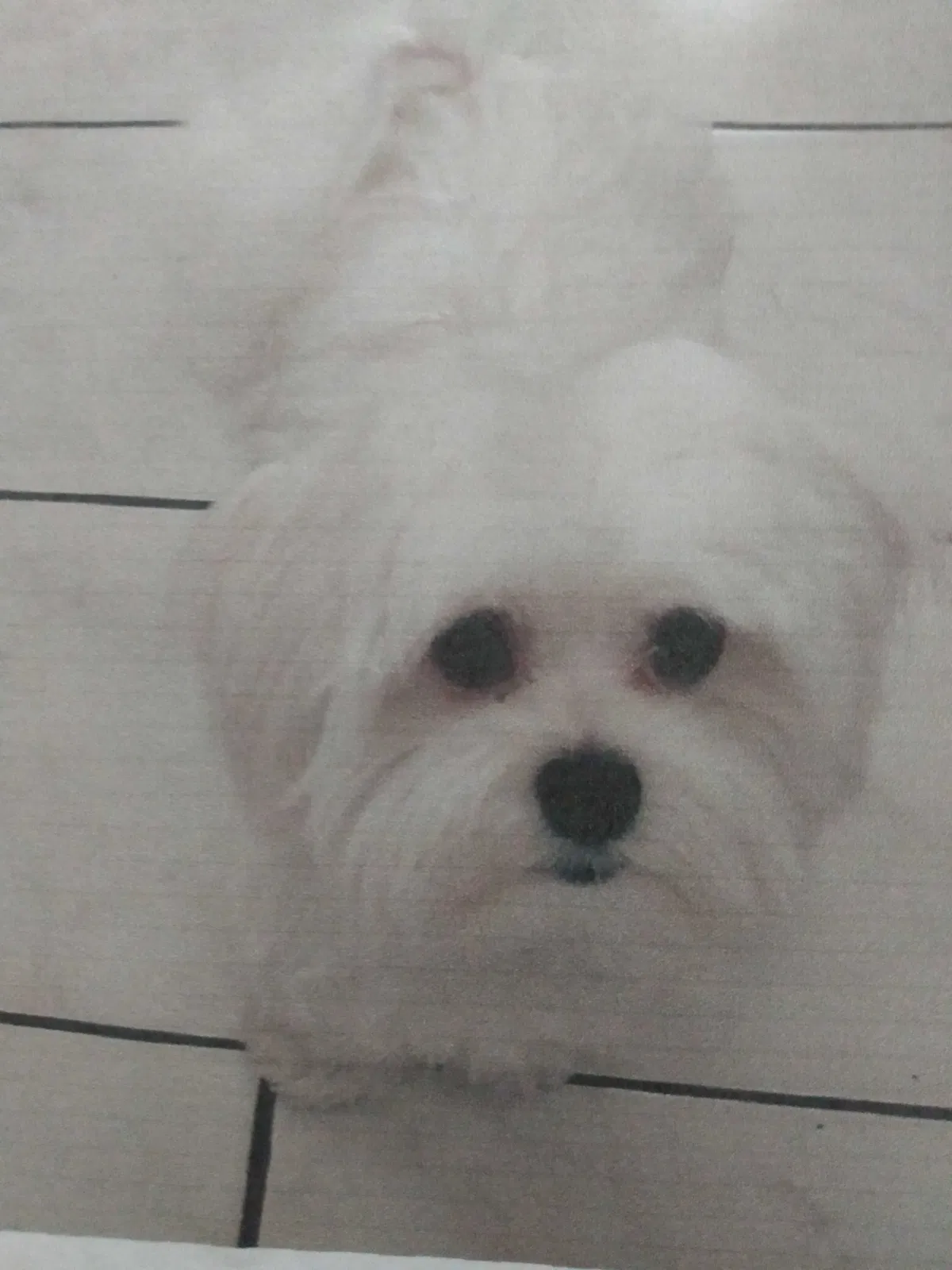 Lost dog in Gardena, CA, 90247