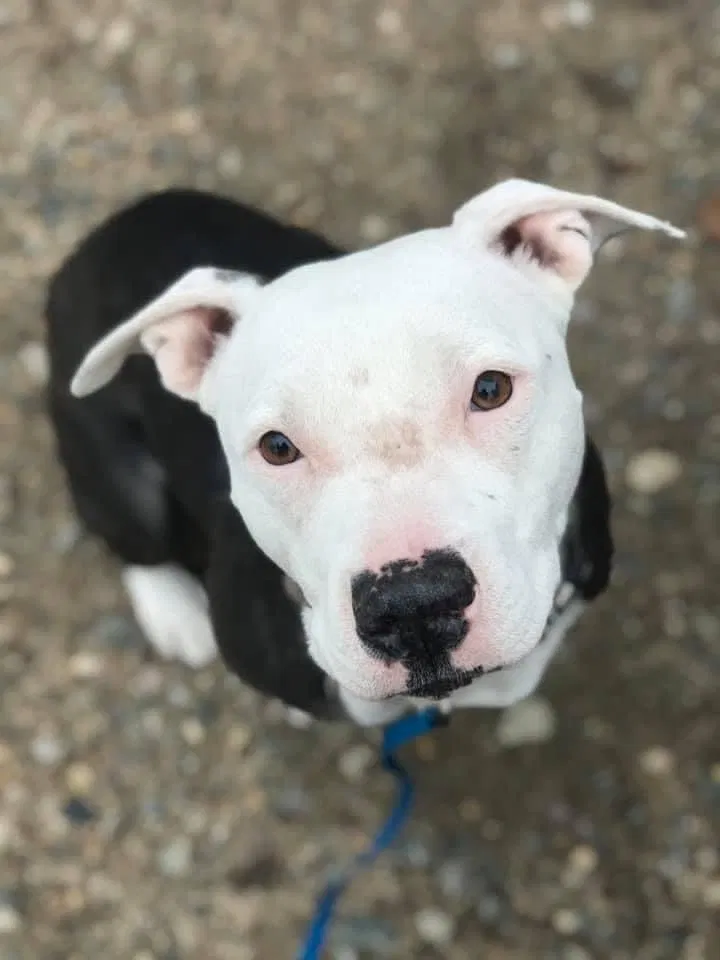 Lost dog in Charlestown, IN, 47111