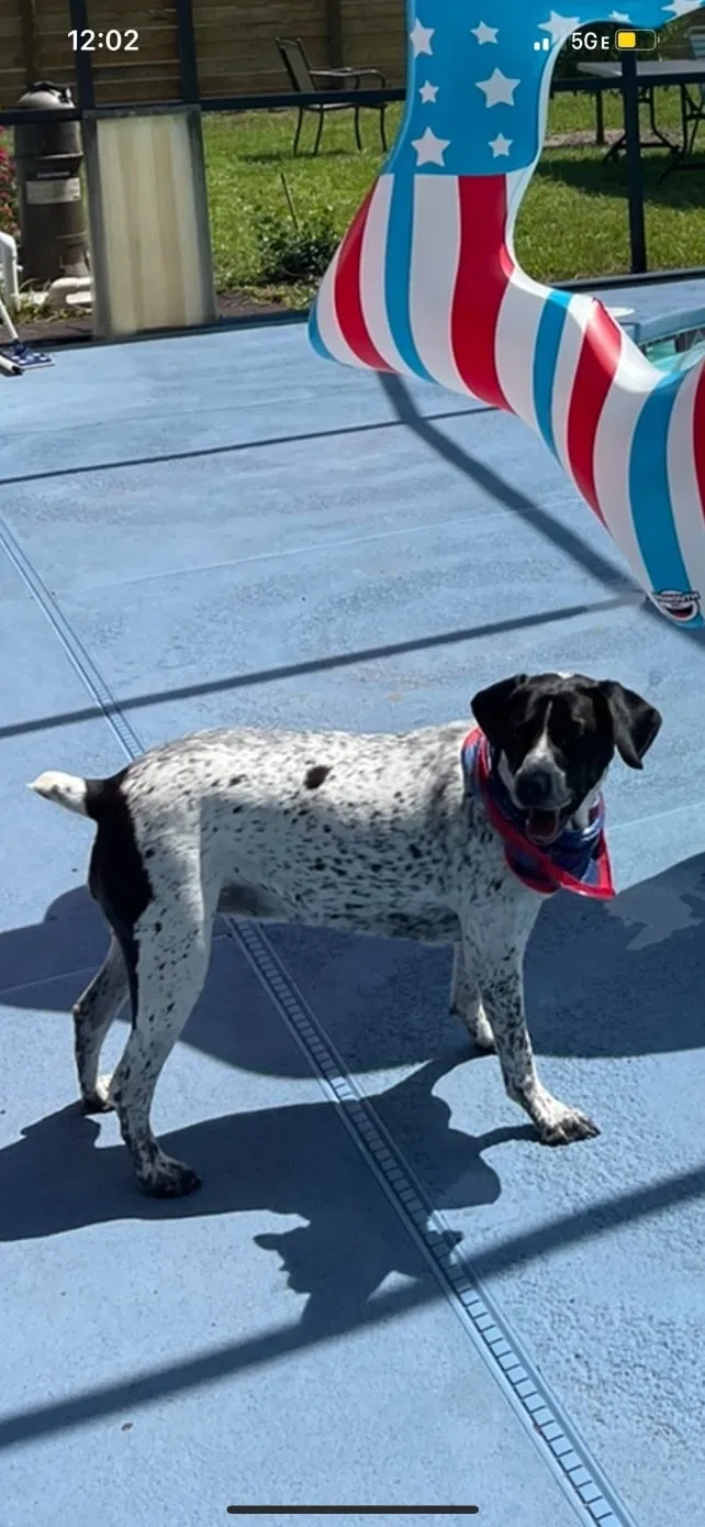 Lost dog in Deltona, FL, 32738