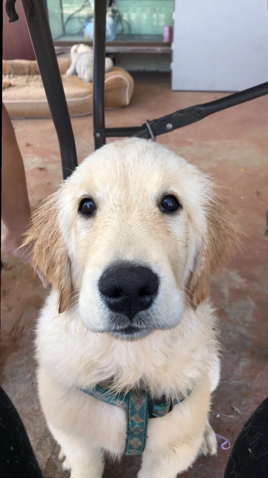 Lost dog in Riverside, CA, 92506