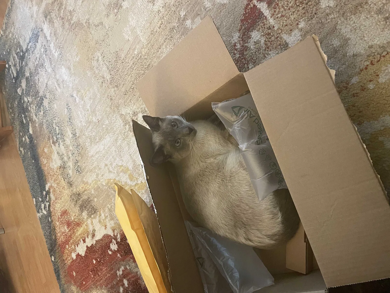 Lost cat in Portland, OR, 97223