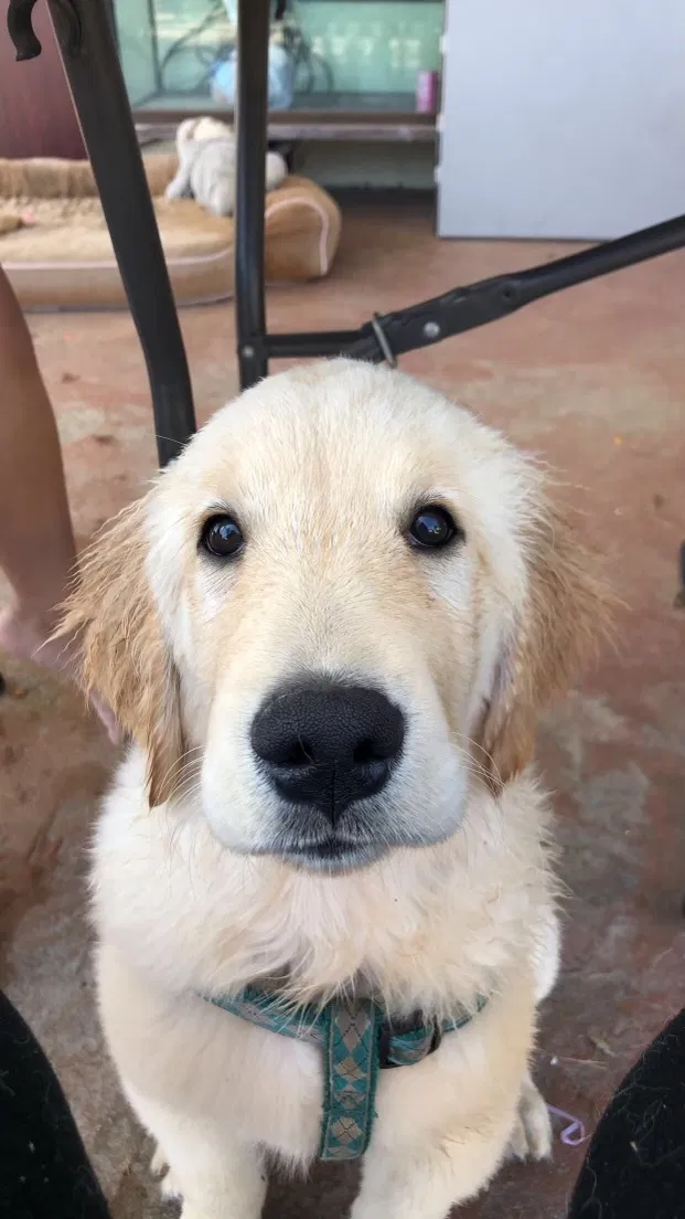 Lost dog in Riverside, CA, 92506