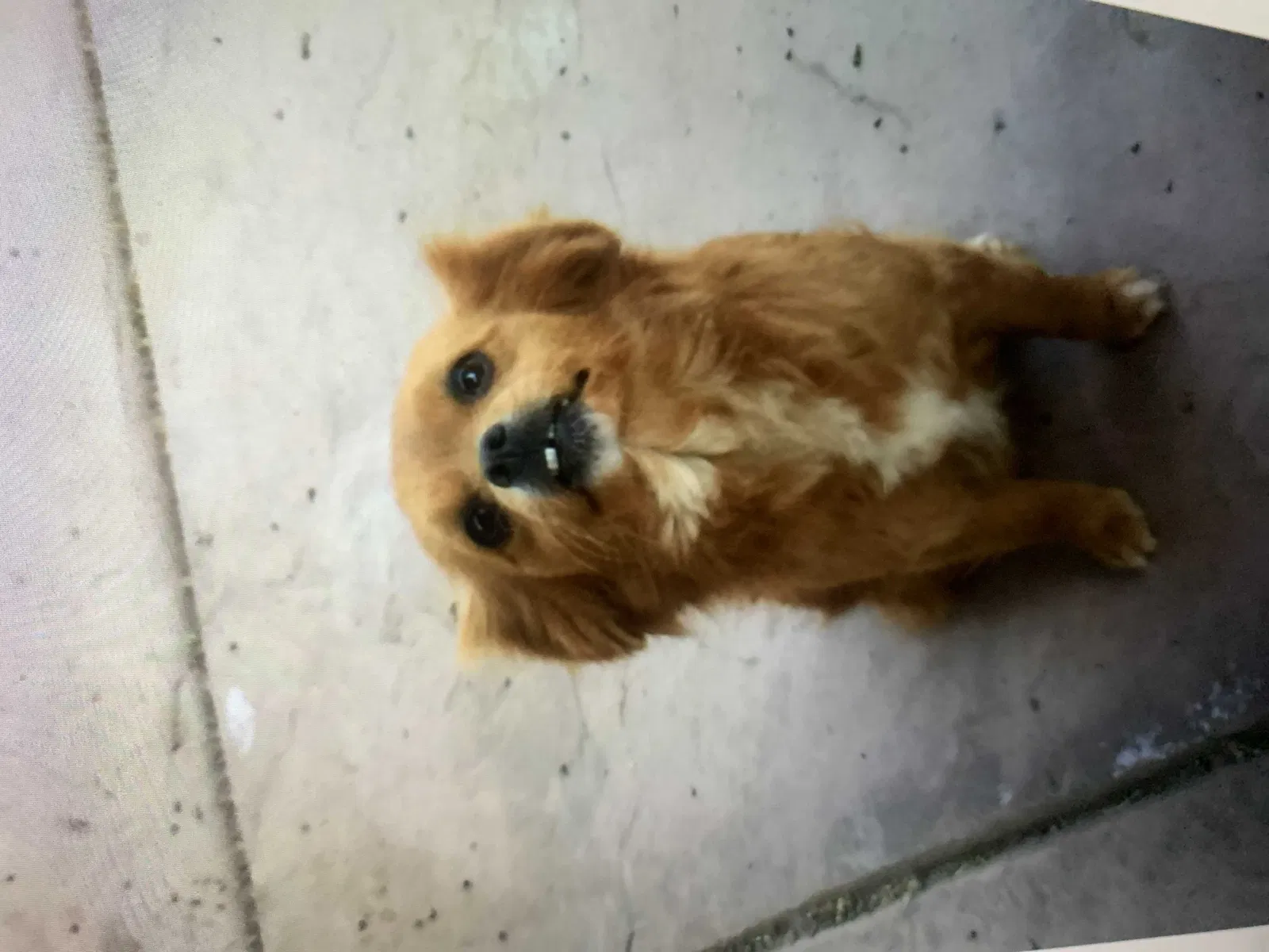 Lost dog in Moreno Valley, CA, 92557