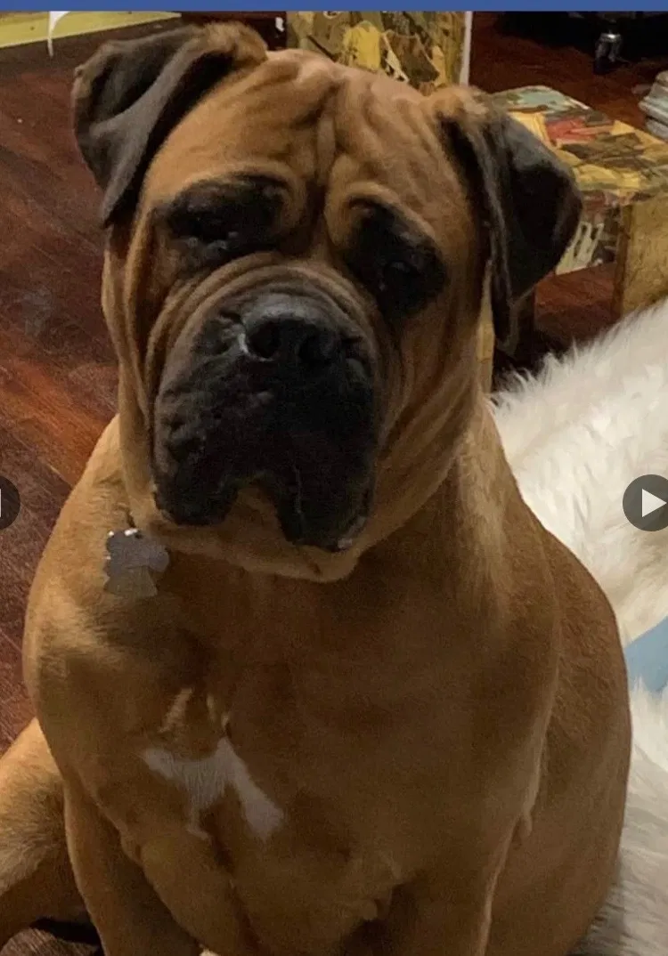 Lost dog in Hammond, IN, 46320