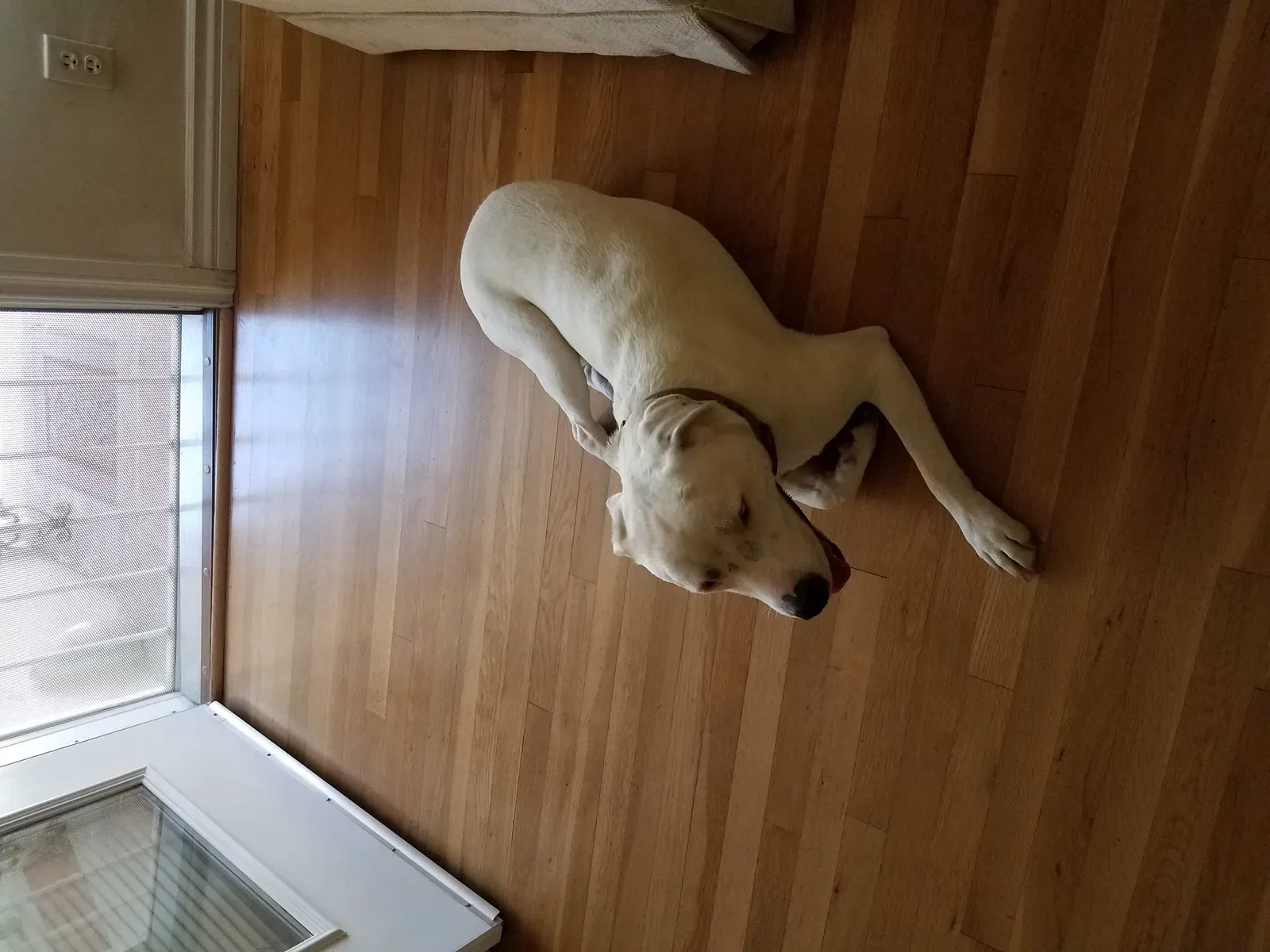 Lost dog in Hawthorne, CA, 90250