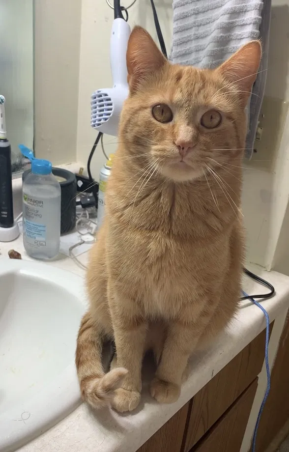 Lost cat in River Falls, WI, 54022