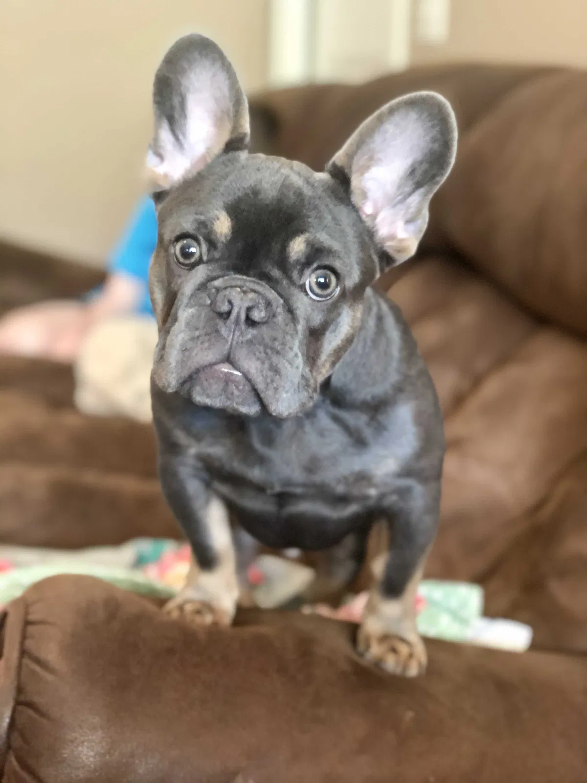 Lost dog in Pinson, AL, 35126