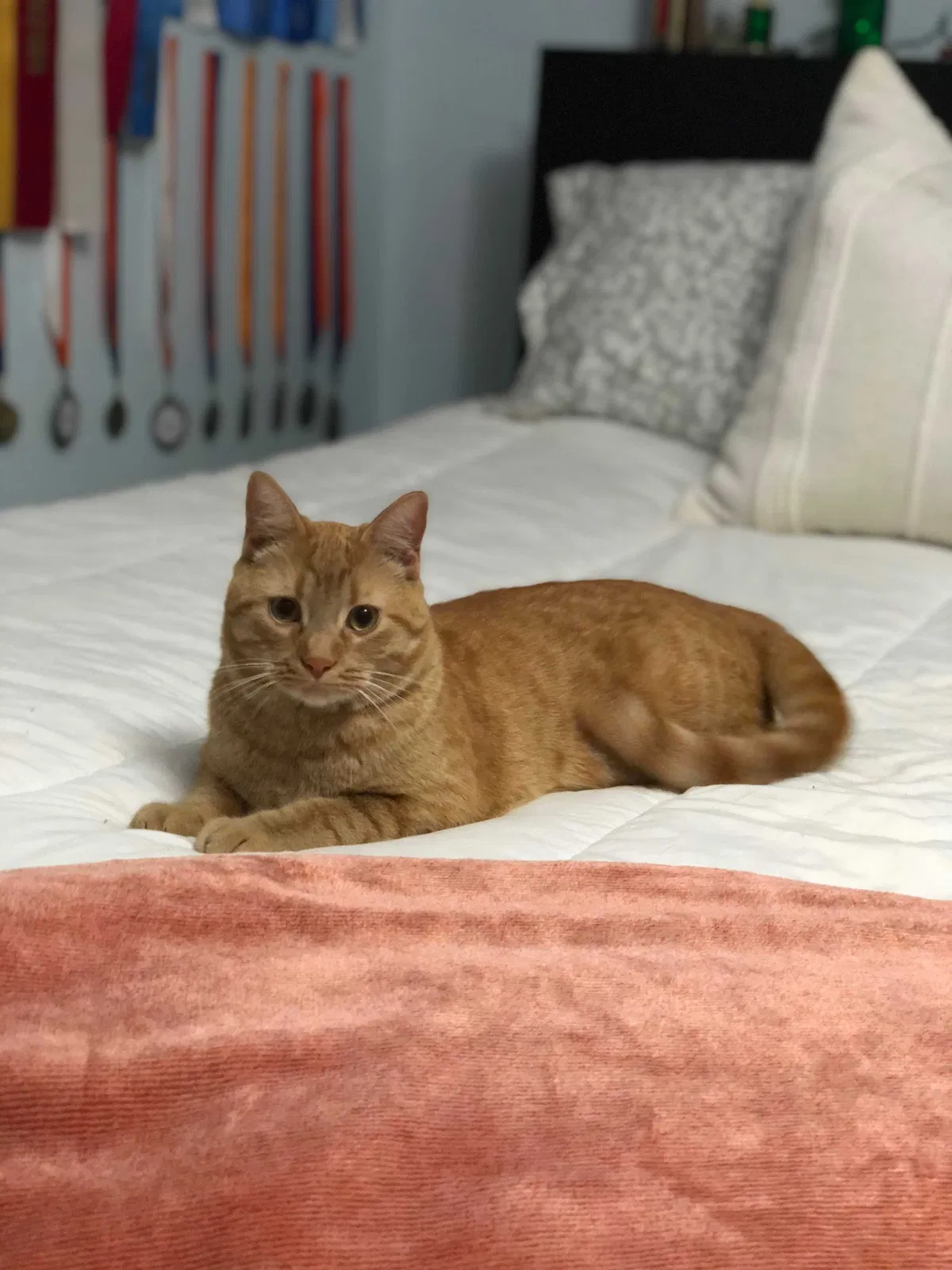 Lost cat in Gainesville, GA, 30506