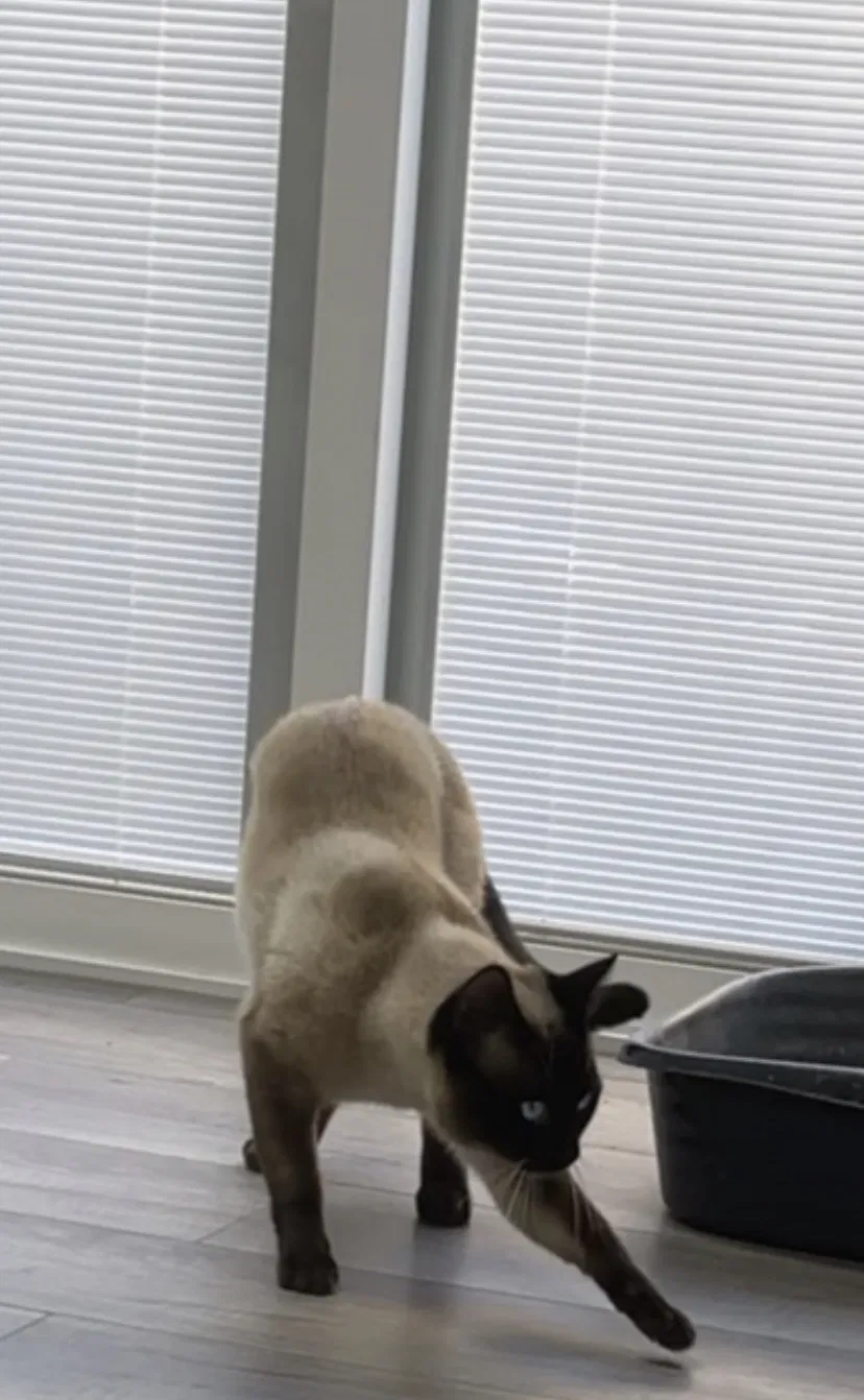 Lost cat in Hayward, CA, 94541