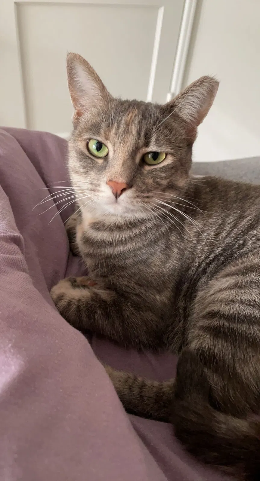 Lost cat in San Diego, CA, 92115