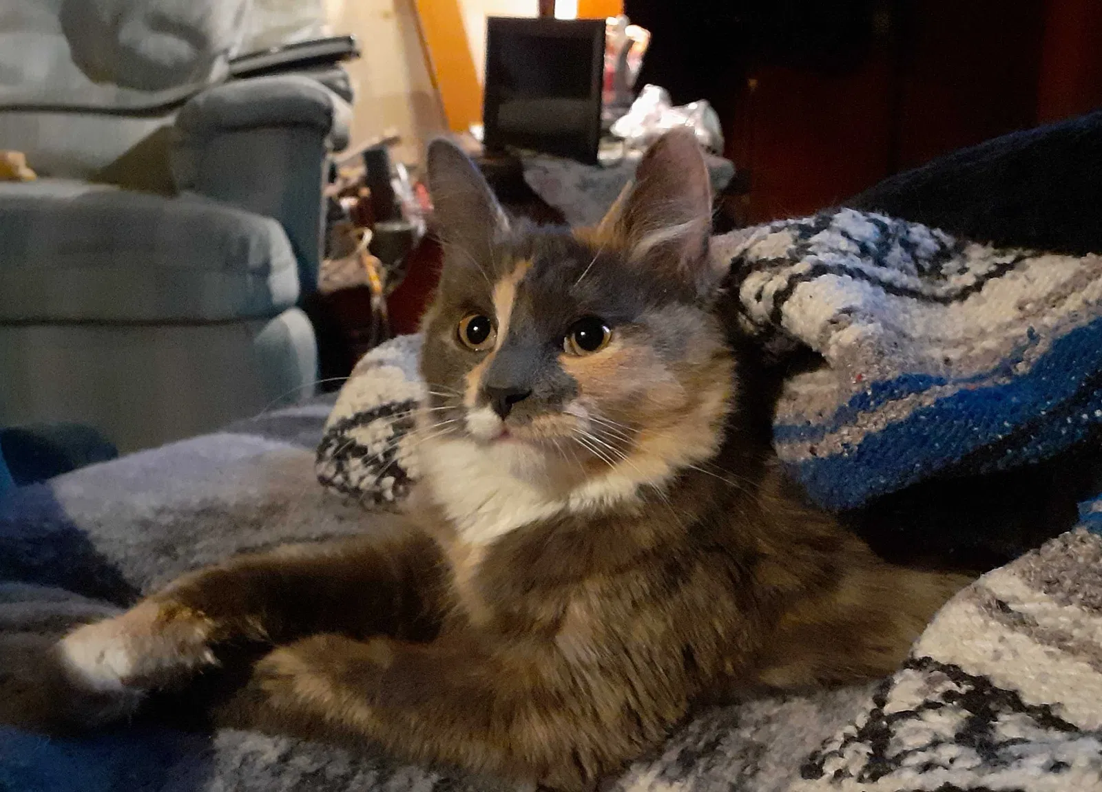 Lost cat in Richmond, VA, 23237