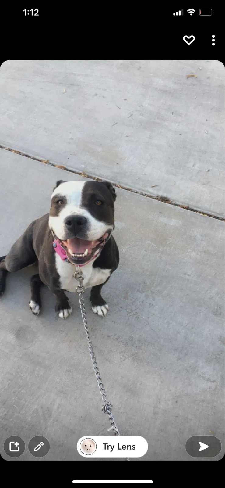 Lost dog in Las Vegas, NV, 89110
