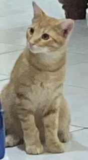Lost cat in West Palm Beach, FL, 33413