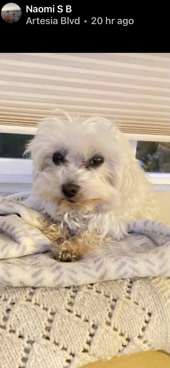 Lost dog in Redondo Beach, CA, 90278