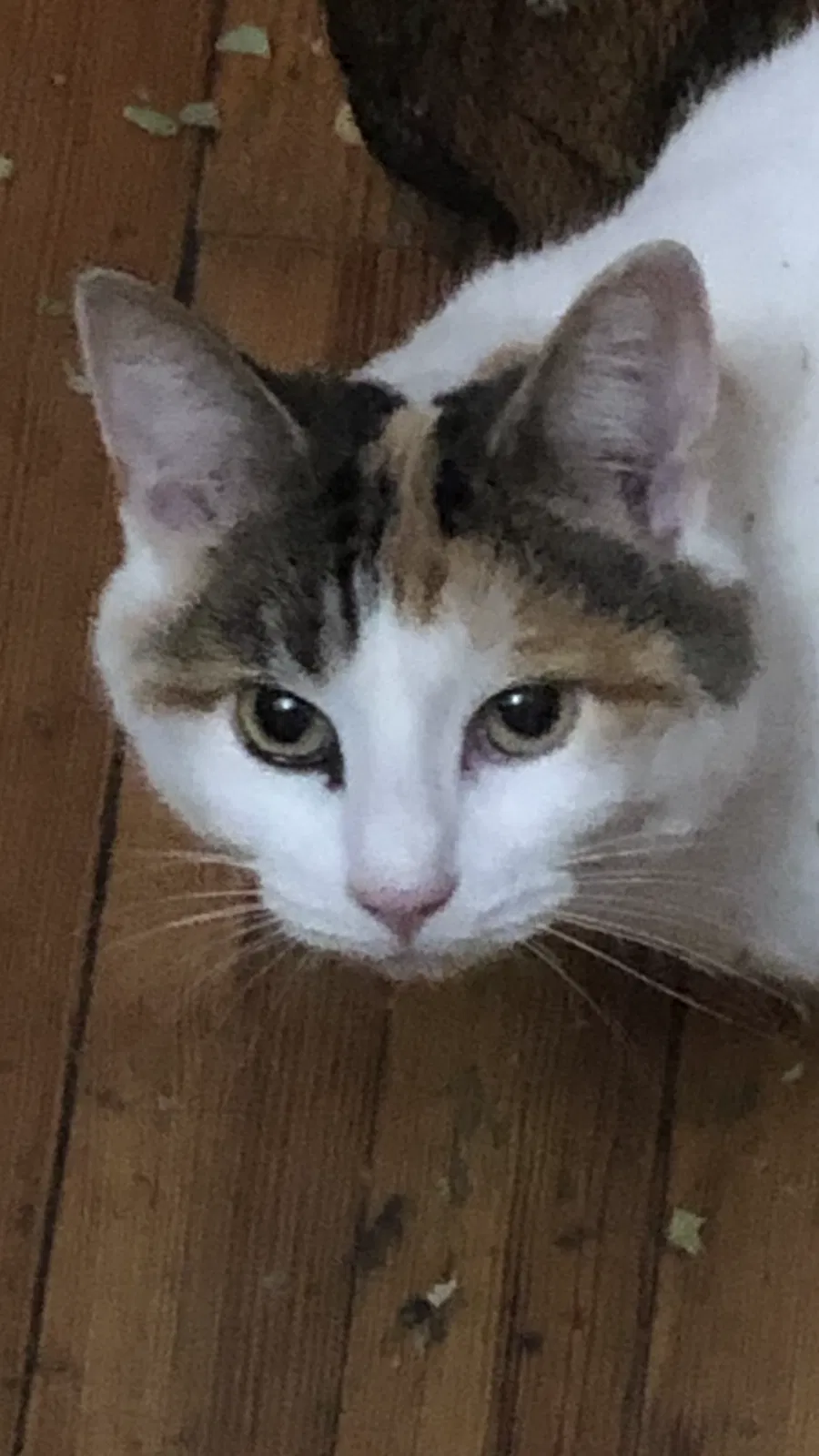 Lost cat in Morgantown, WV, 26501
