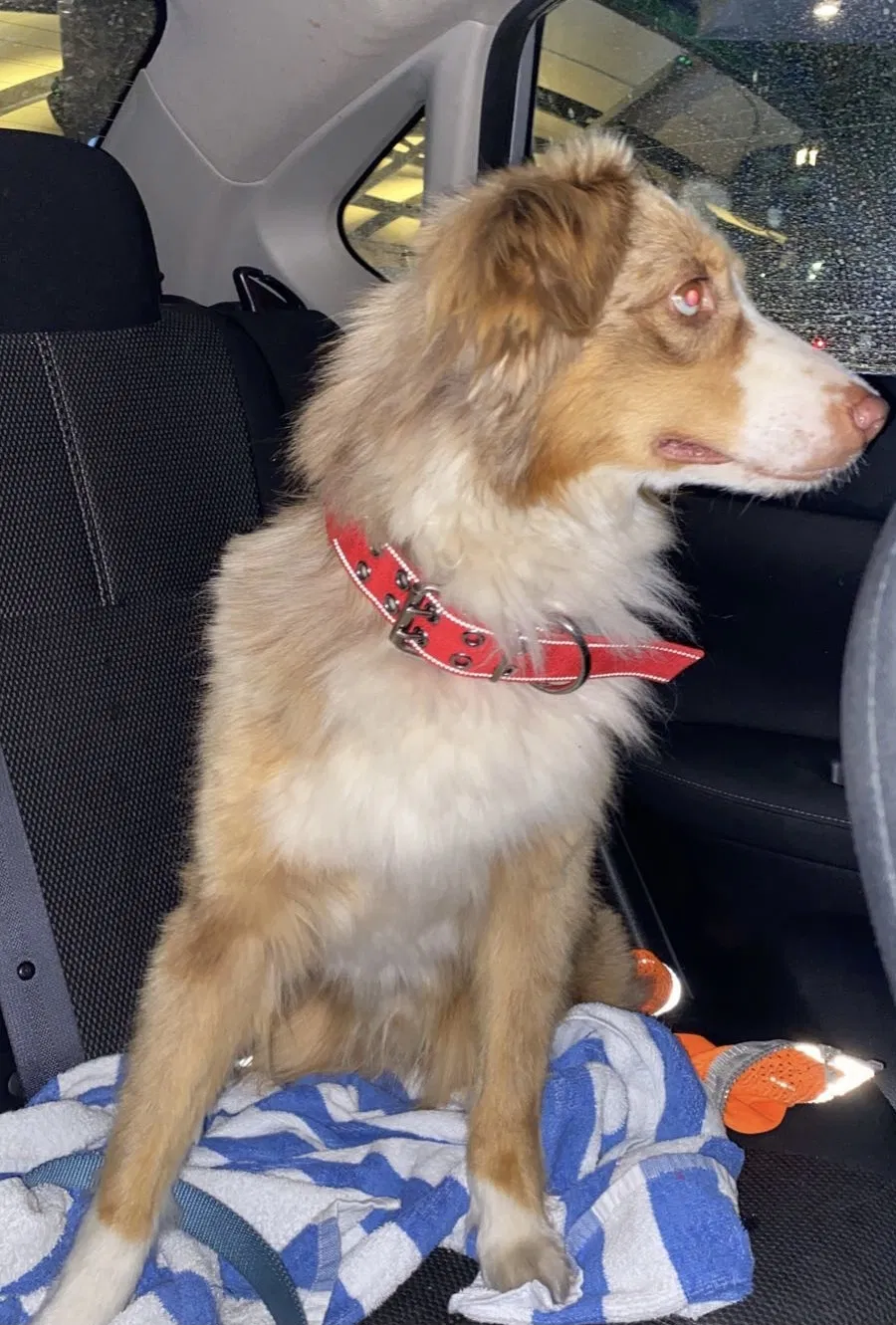 Lost dog in North Las Vegas, NV, 89030