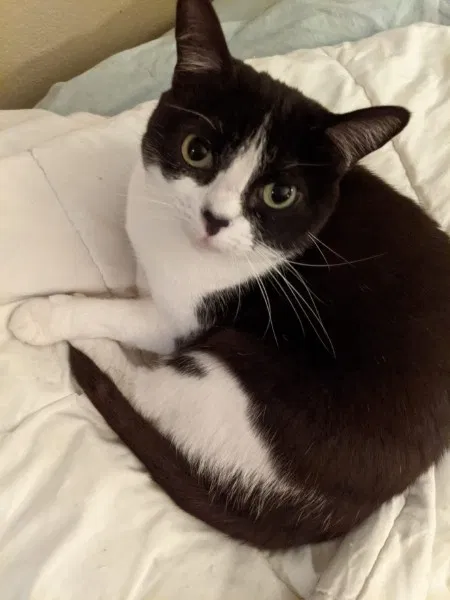 Lost cat in Phoenix, AZ, 85044