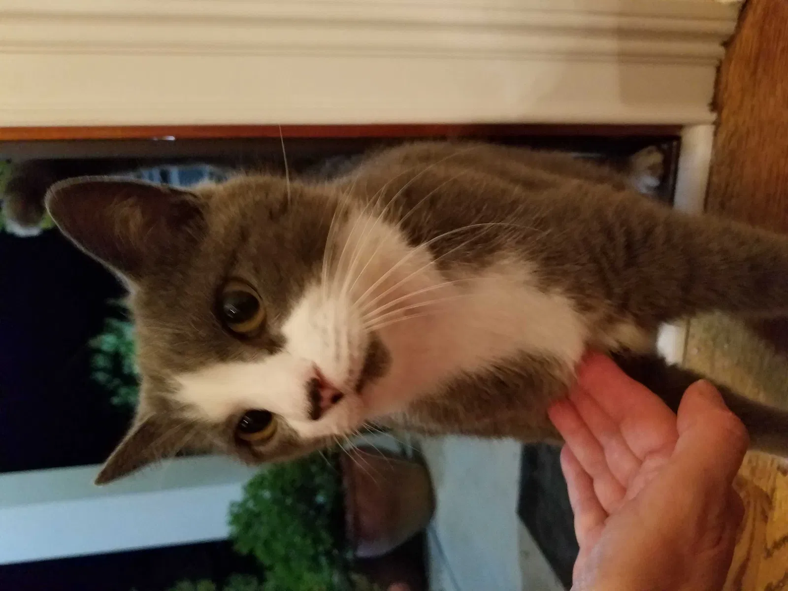 Found cat in Simpsonville, SC, 29680