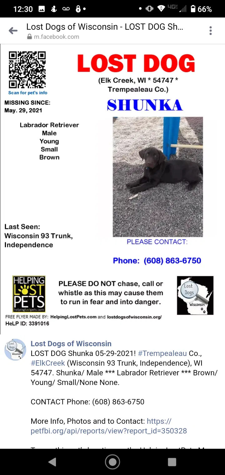 Lost dog in Independence, WI, 54747