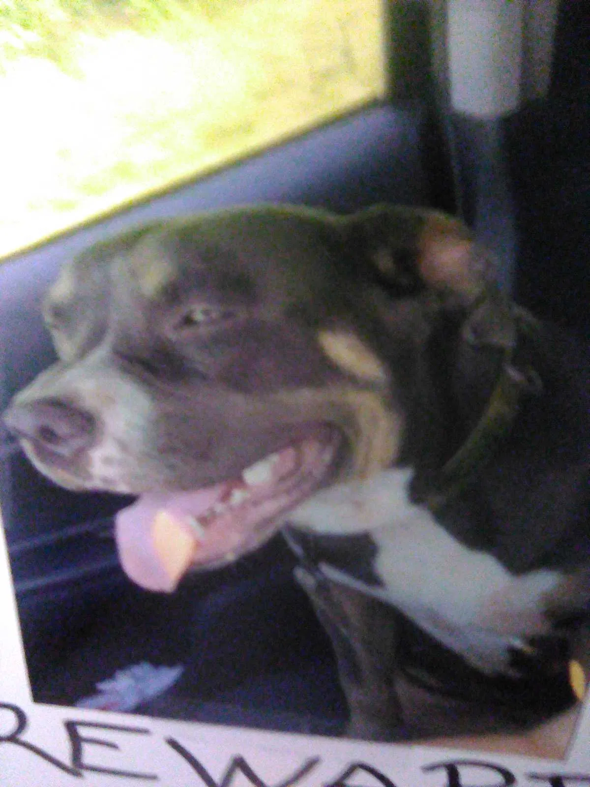Lost dog in Lawrenceburg, TN, 38464