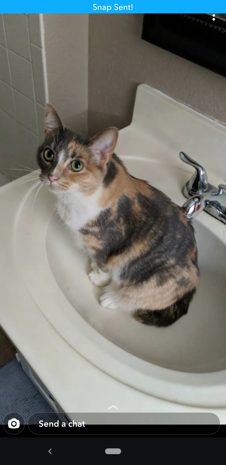 Lost cat in Independence, MO, 64056