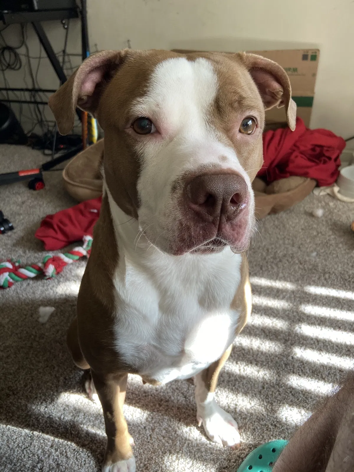 Lost dog in Los Angeles, CA, 90047