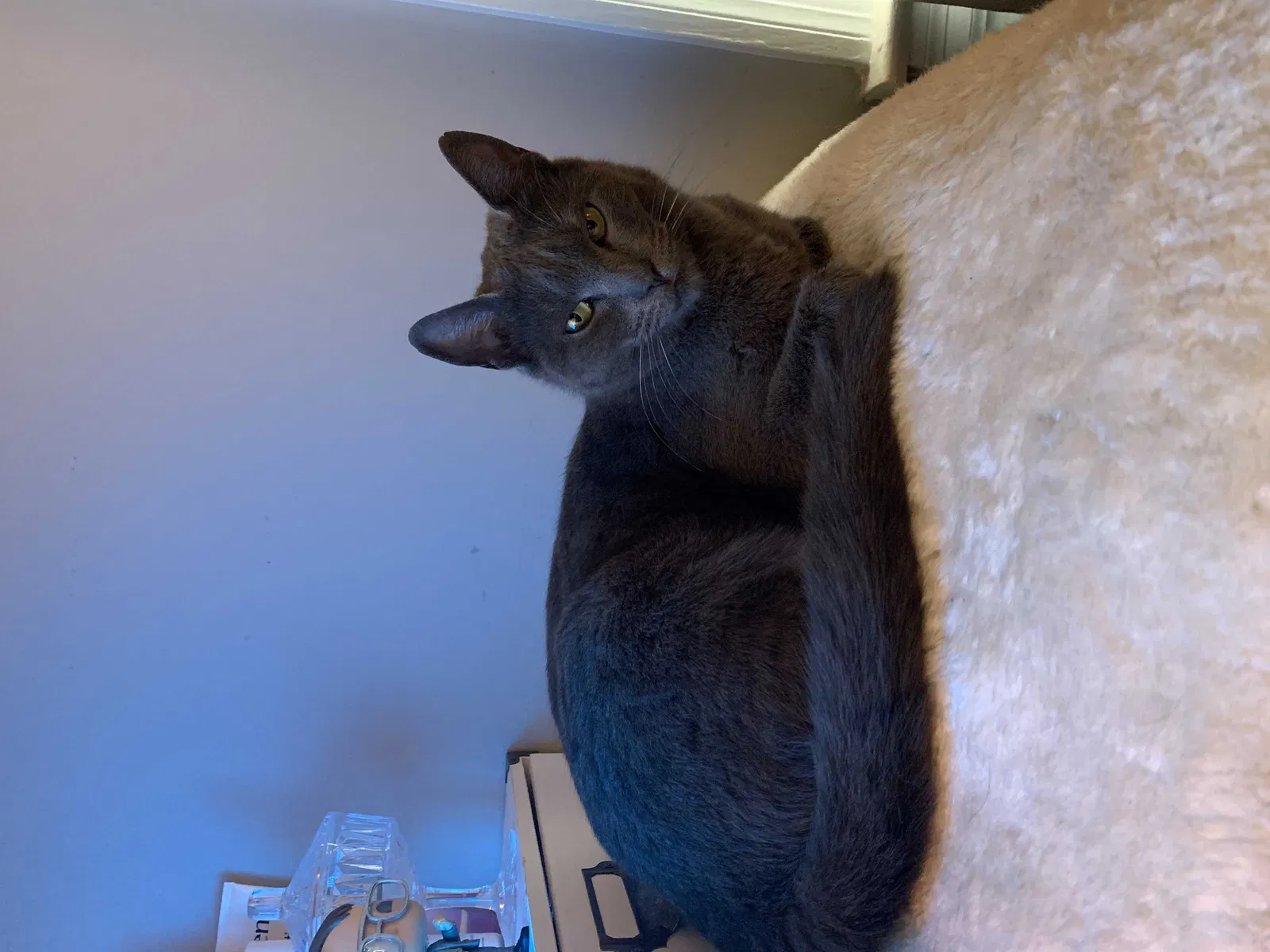 Lost cat in Marietta, GA, 30060