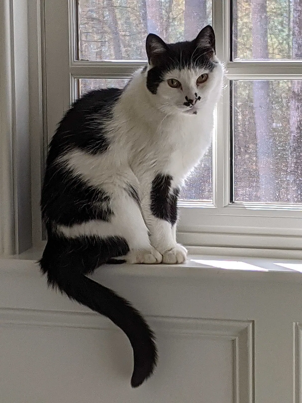 Lost cat in Contoocook, NH, 3229