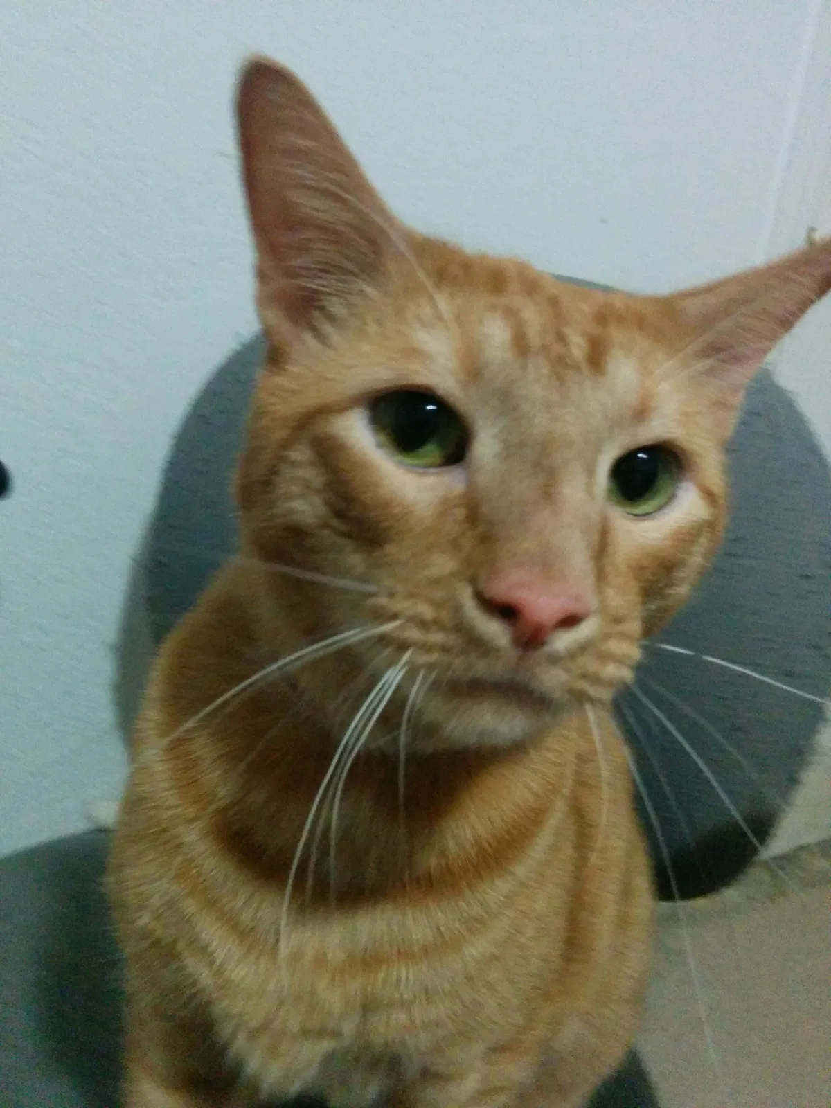 Lost cat in Kennedale, TX, 76060