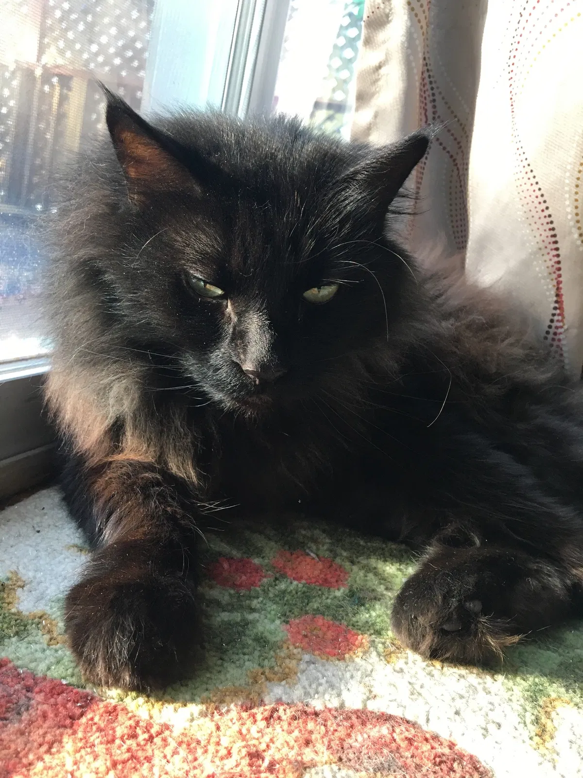 Lost cat in Farmington, NH, 3835