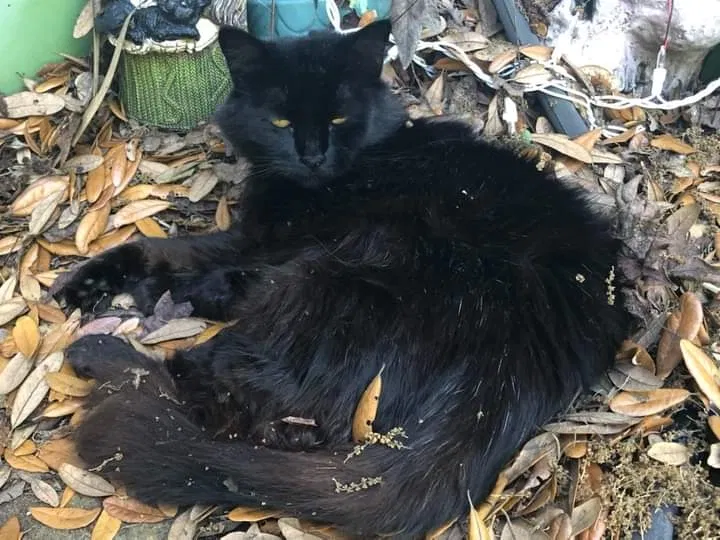 Lost cat in New Smyrna Beach, FL, 32168