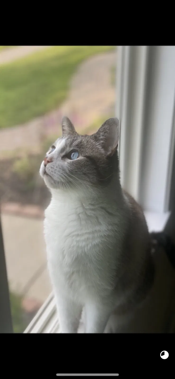 Lost cat in Dearborn Heights, MI, 48125
