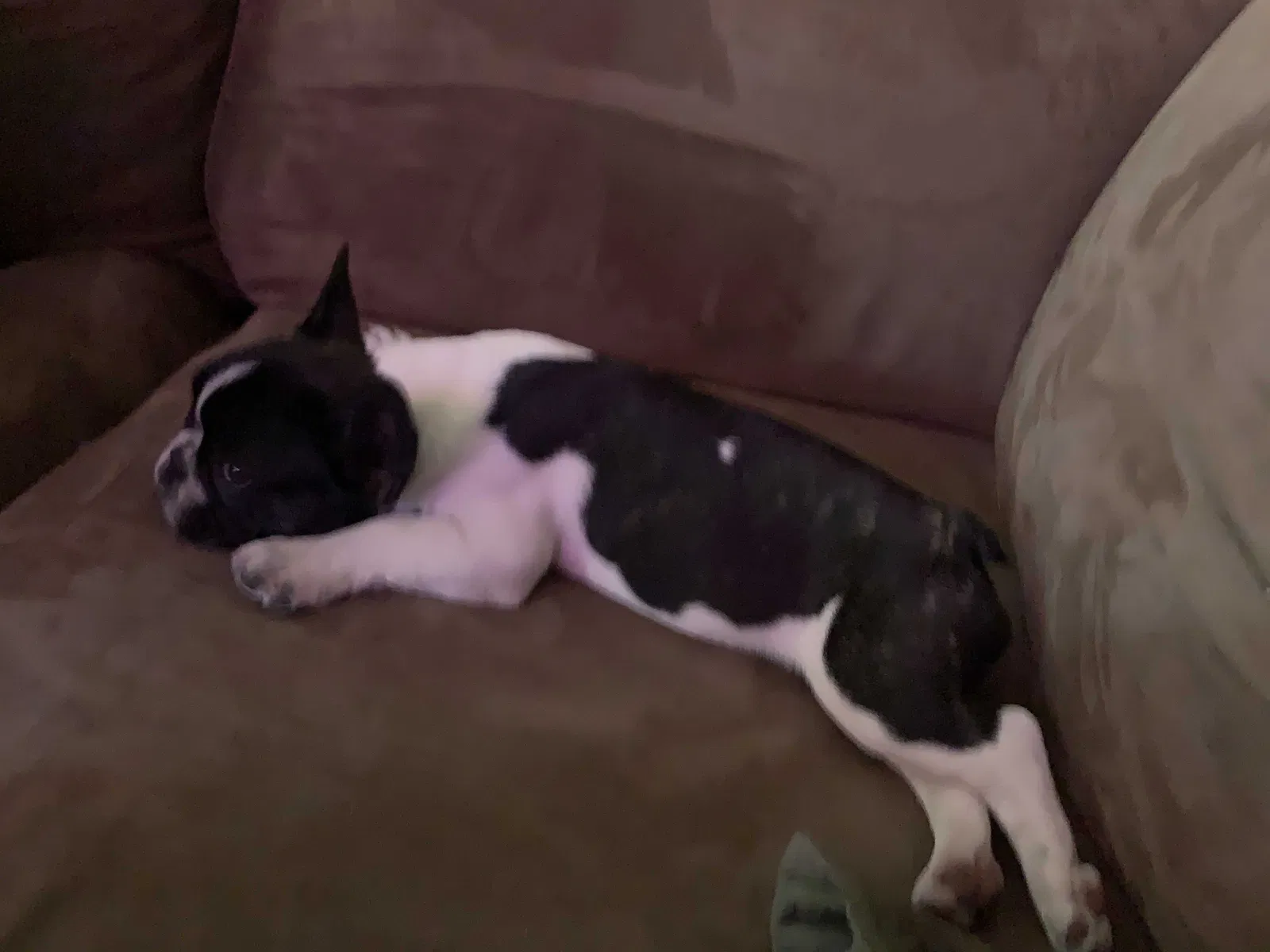 Lost dog in Modesto, CA, 95358