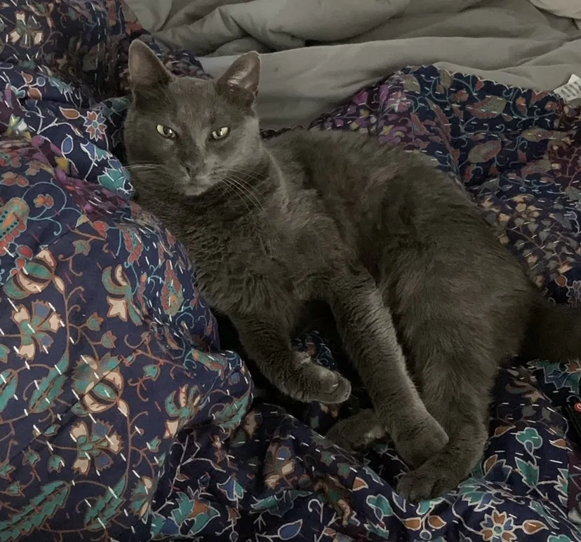 Lost cat in Austin, TX, 78748
