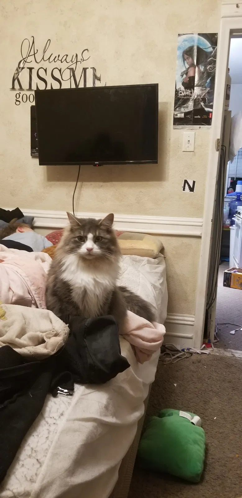 Lost cat in Ogden, UT, 84401