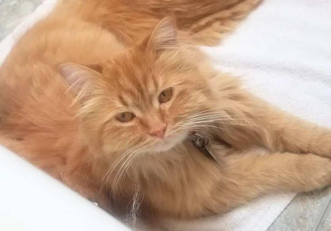 Lost cat in Midvale, UT, 84047