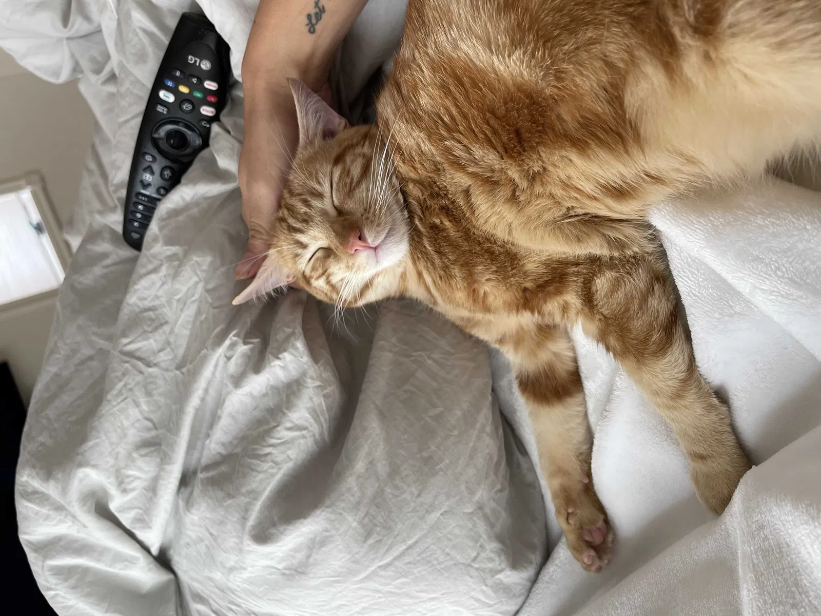 Lost cat in Rancho Mirage, CA, 92270