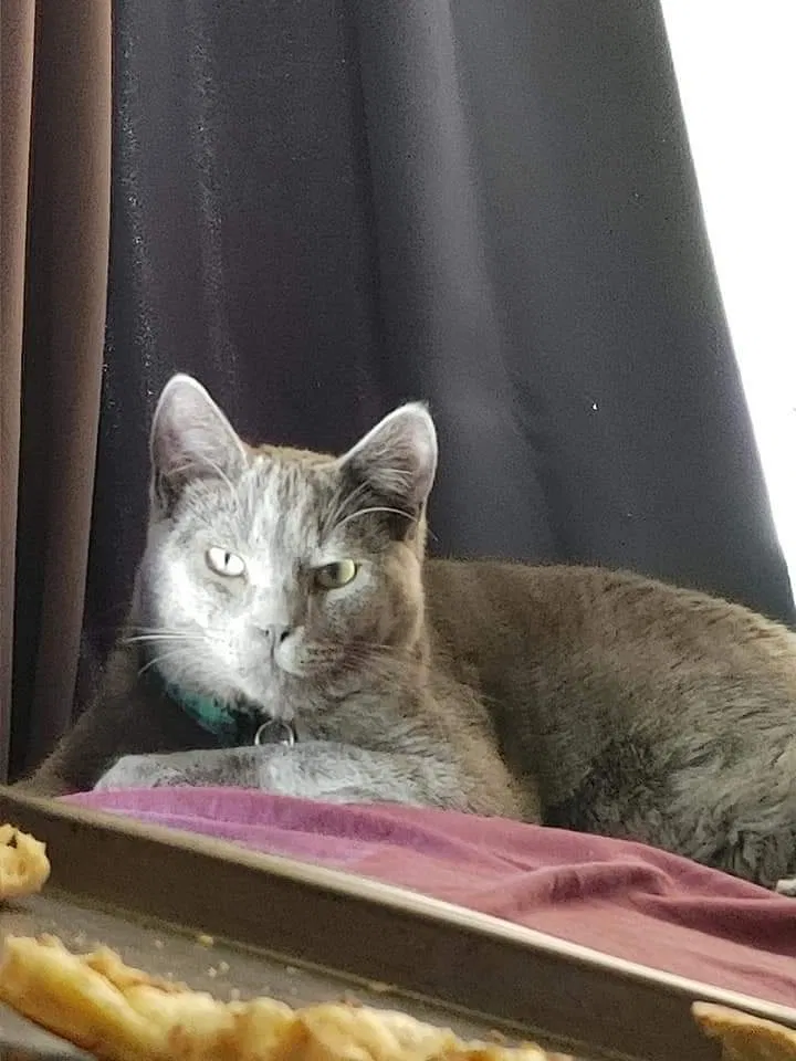 Lost cat in Nampa, ID, 83687
