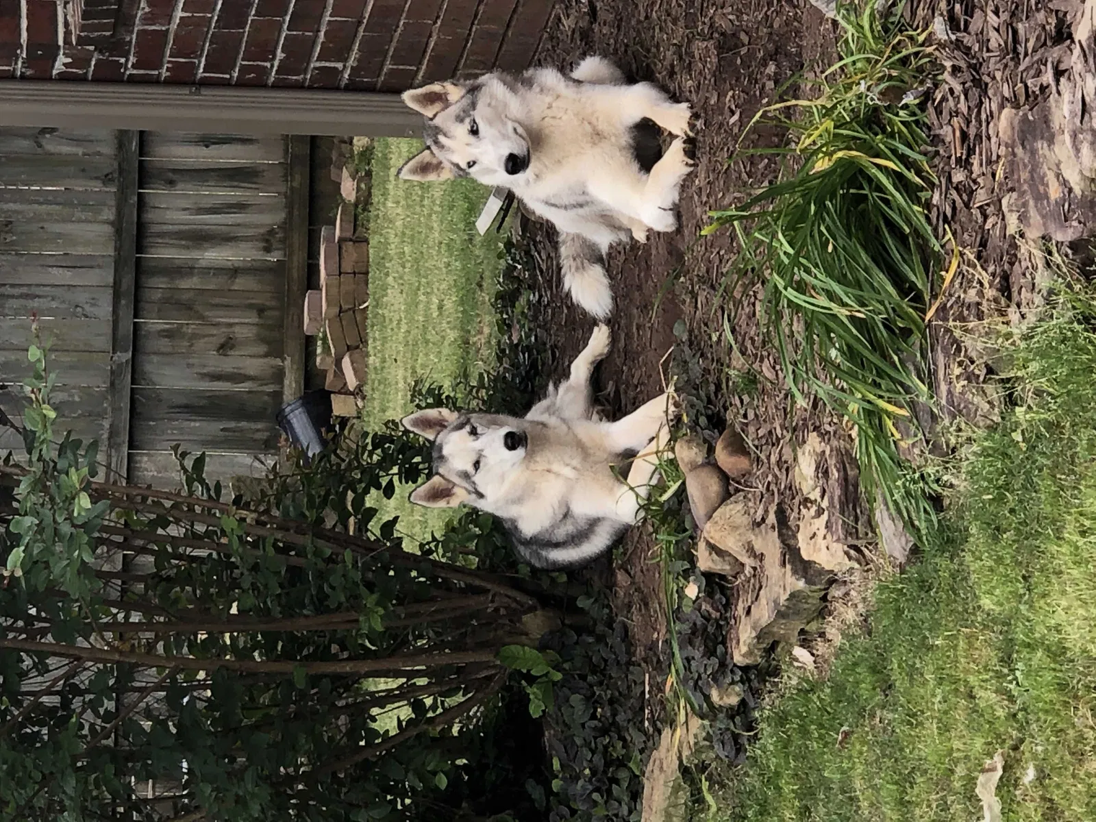 Lost dog in Sheridan, AR, 72150