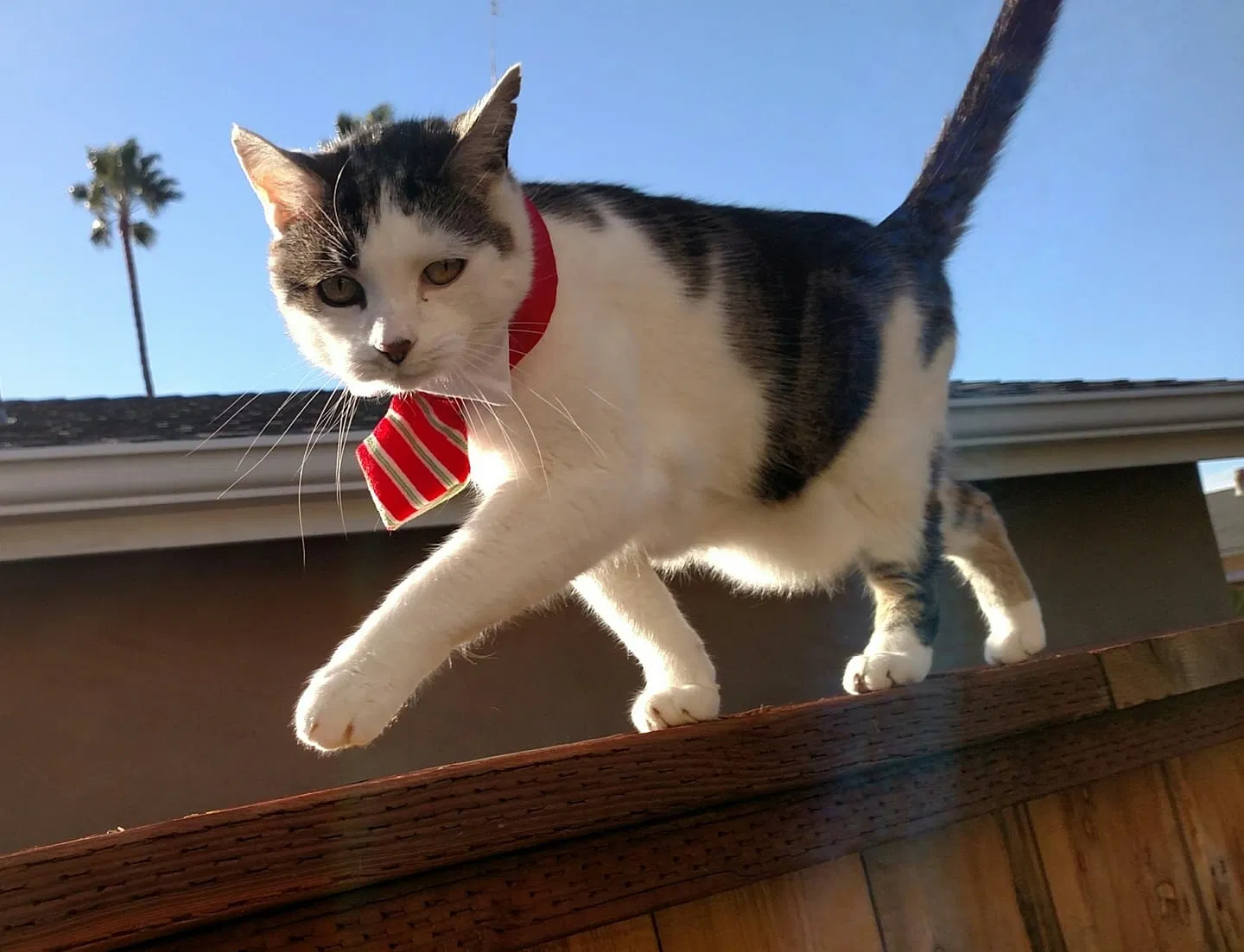 Lost cat in San Diego, CA, 92117