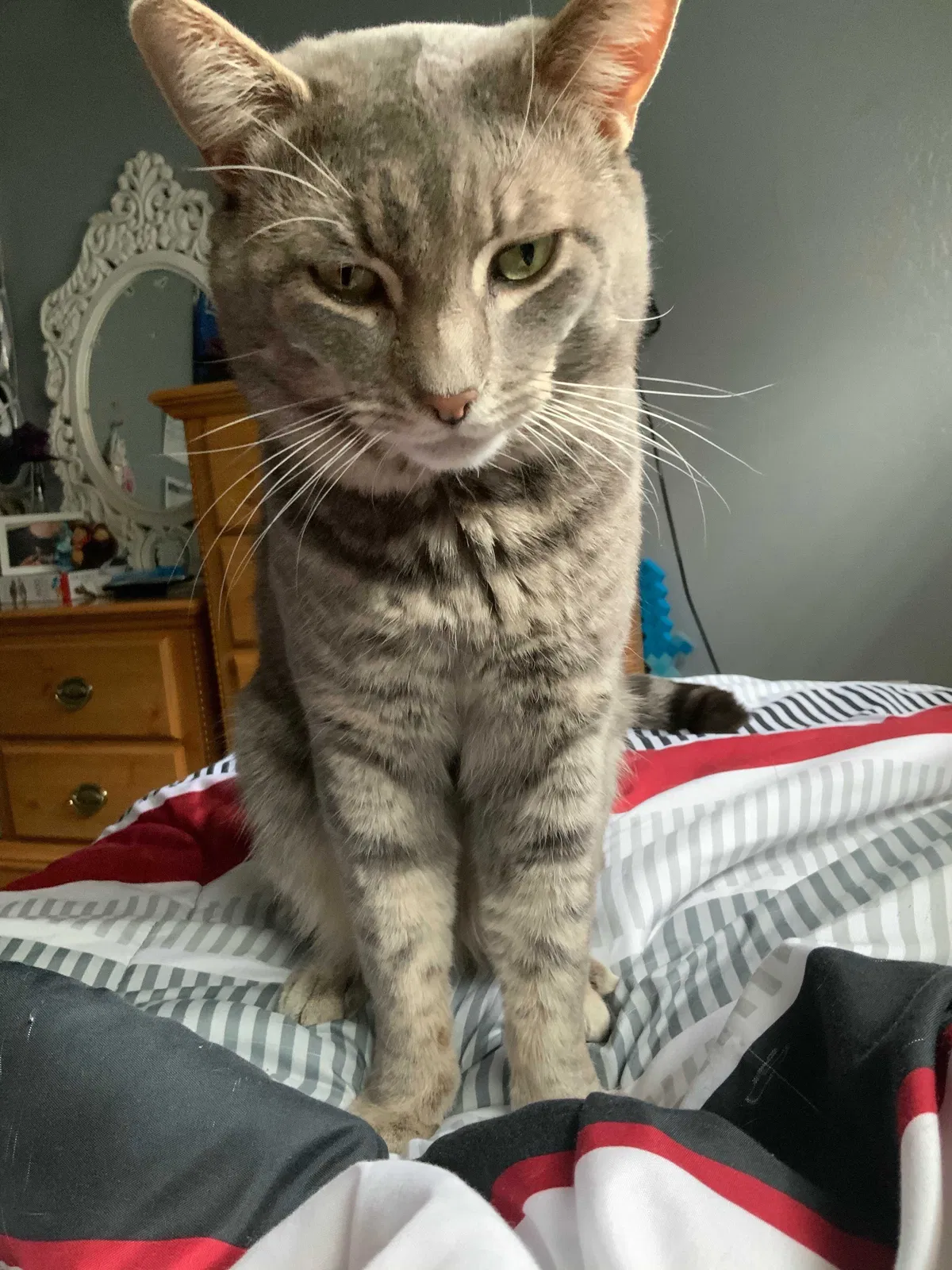 Lost cat in Riverside, CA, 92503