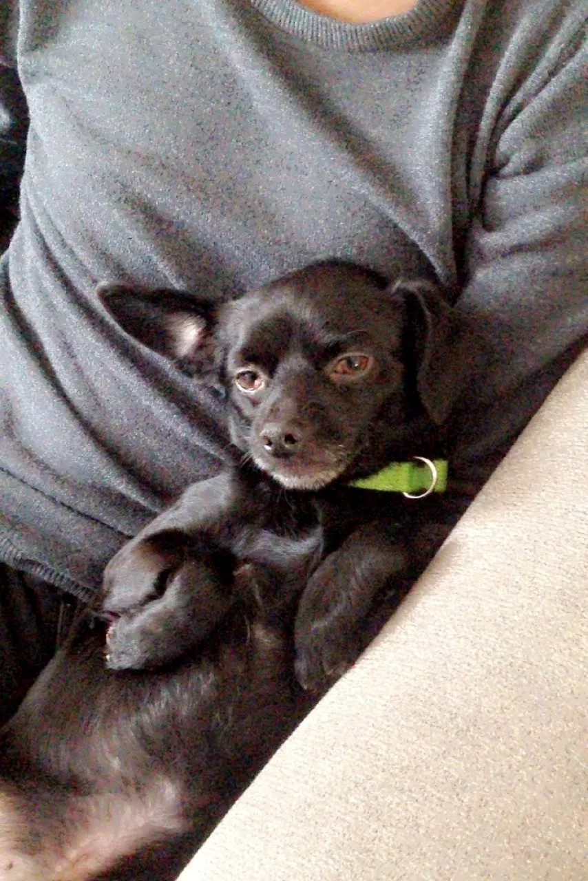 Lost dog in Waukegan, IL, 60087