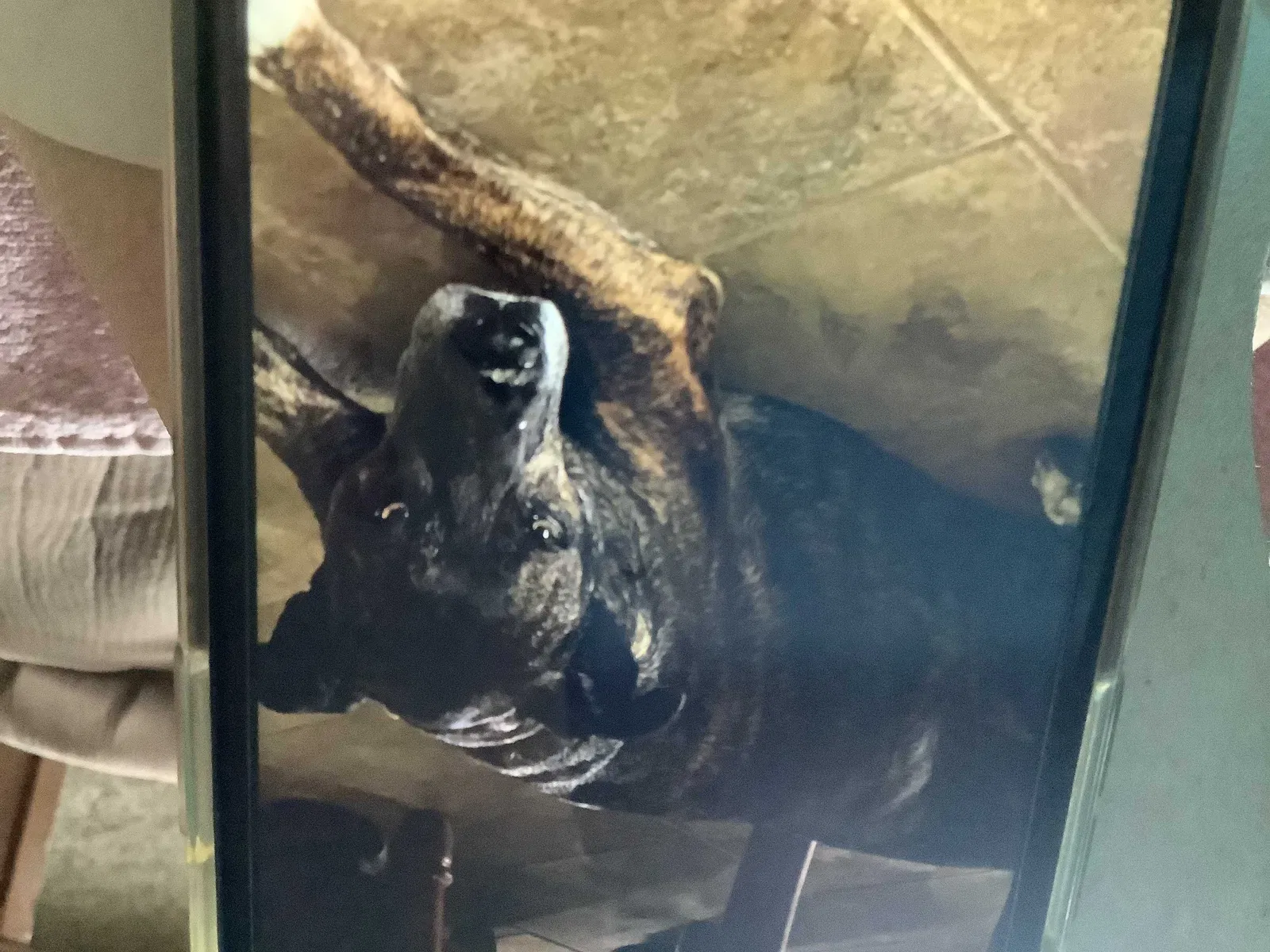 Lost dog in Kempner, TX, 76539