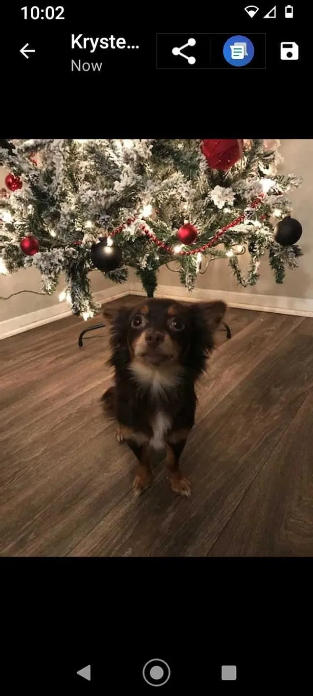Lost dog in Shepherdsville, KY, 40165