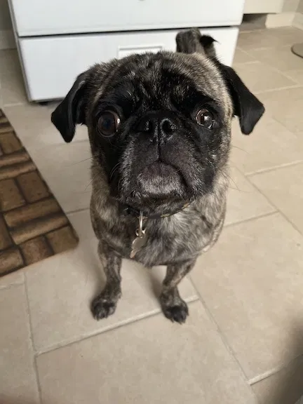 Lost dog in Sarah, MS, 38665