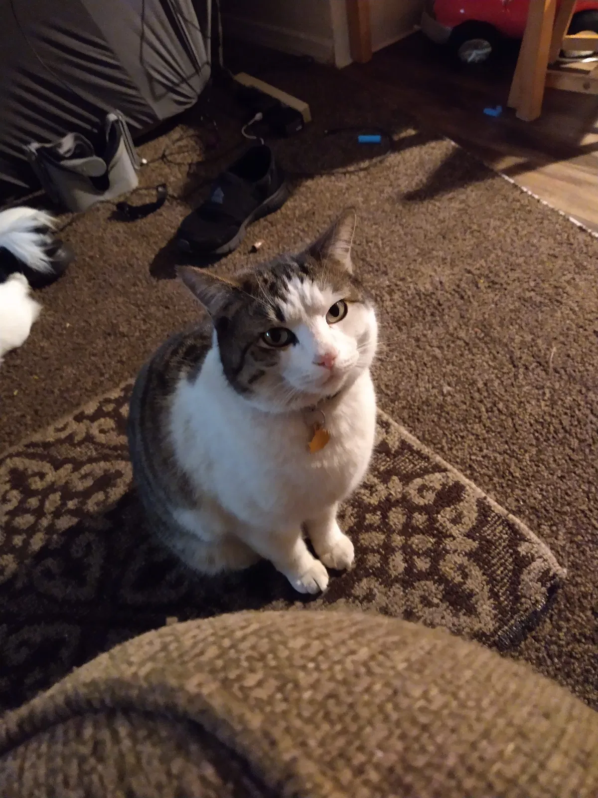 Lost cat in Albuquerque, NM, 87120