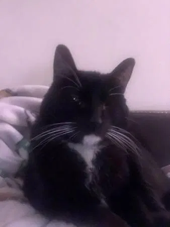 Lost cat in Portland, OR, 97217