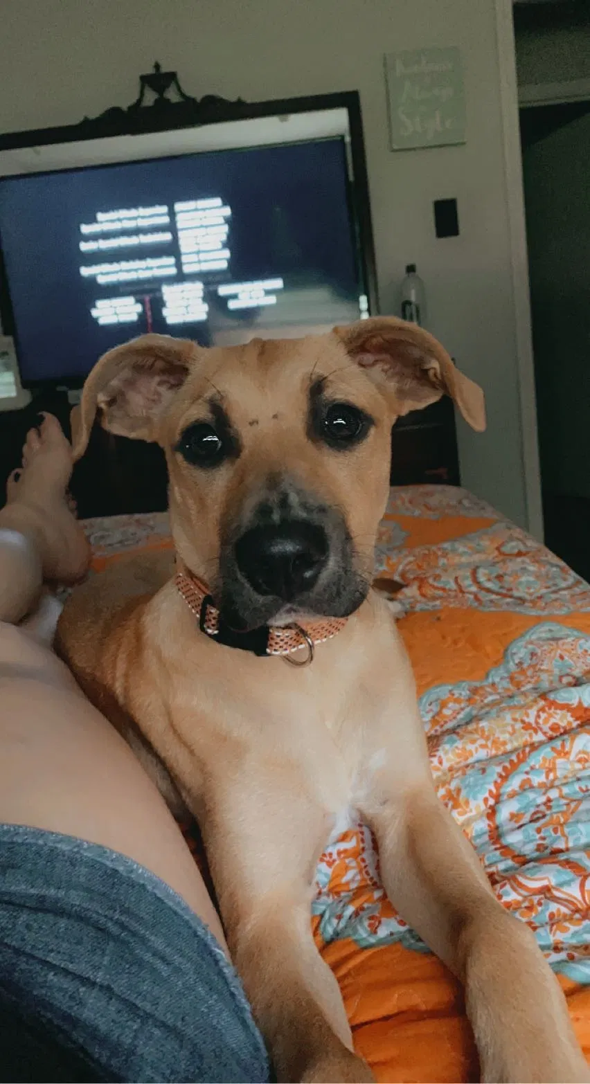 Lost dog in Bush, LA, 70431